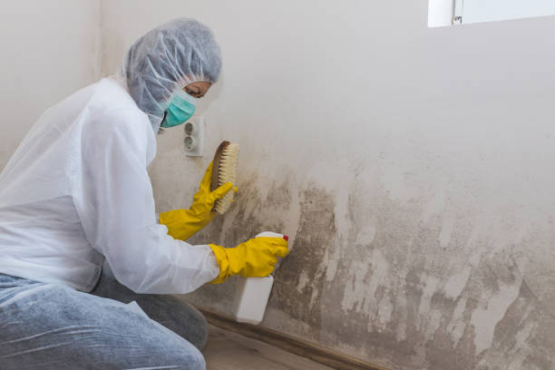 Best Industrial Mold Remediation in Aspinwall, PA